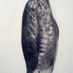 Hawk Wall Drawing: Charcoal